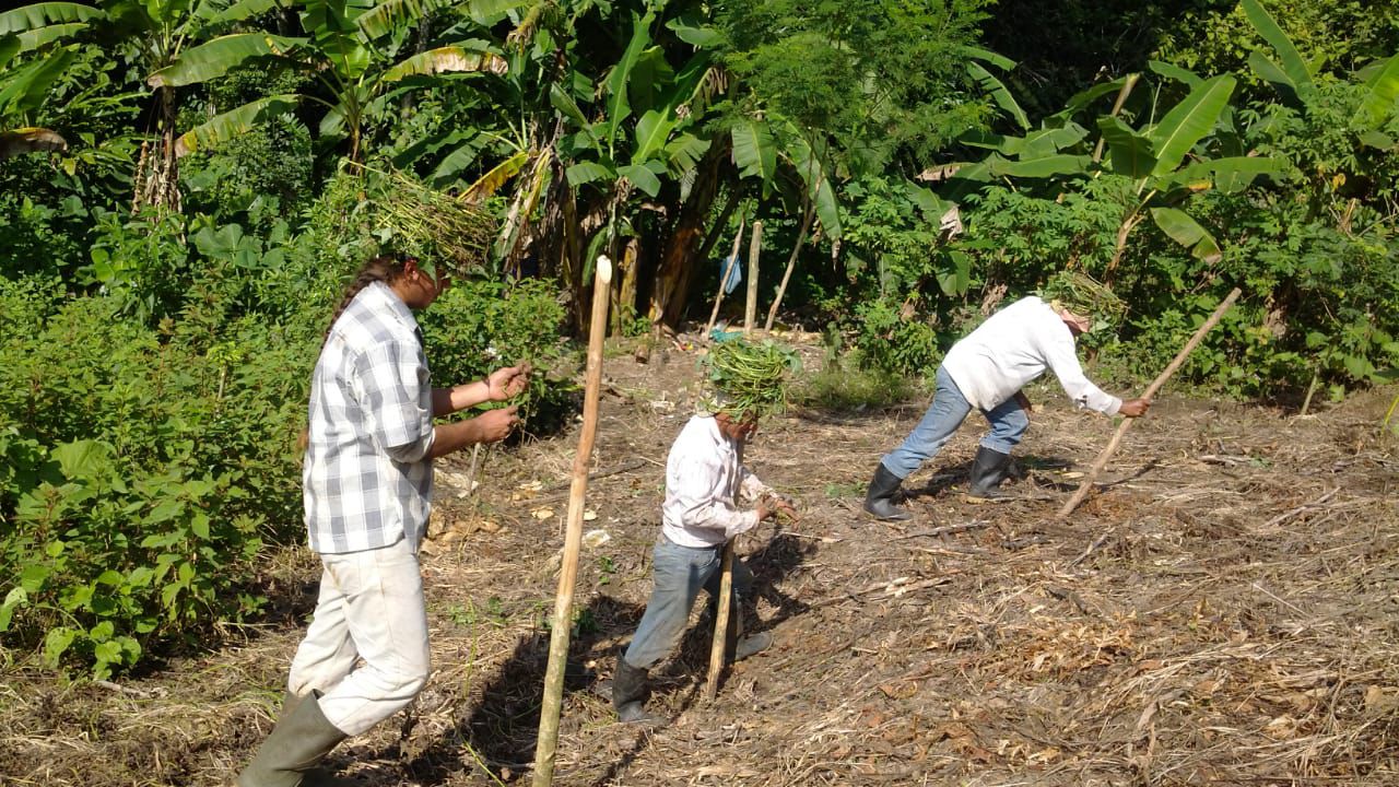 Milpa maya — maíz nativo de 4 colores en La Ventana Palenque